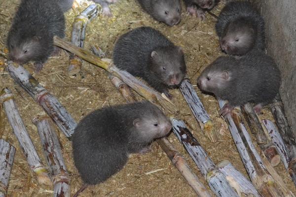 竹鼠一年繁殖几次 竹鼠一年生几胎 竹鼠怀孕有什么特征