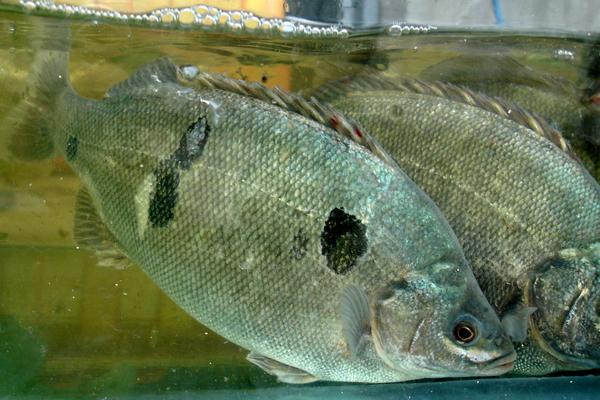 淡水鲈鱼养殖技术 鲈鱼养殖的水温条件