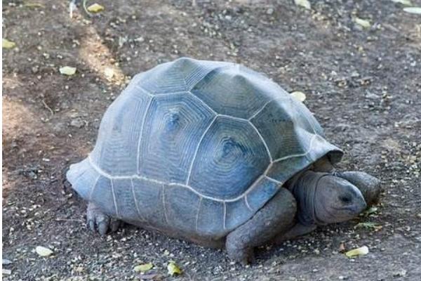 象龟好养吗 象龟的寿命可达多少岁