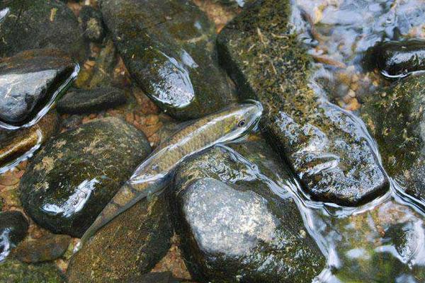 小溪石斑鱼养殖技术 石斑鱼可以淡水养殖吗