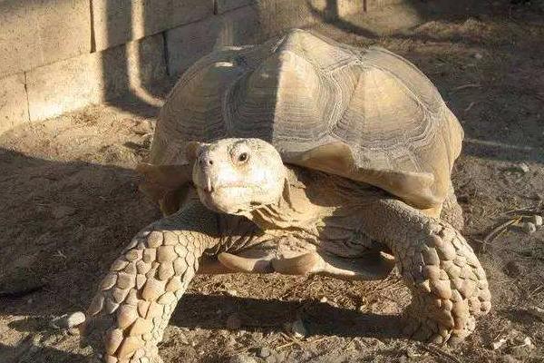 象龟好养吗 象龟的寿命可达多少岁