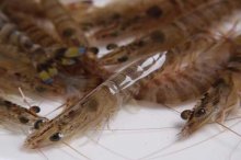 基围虾的养殖方法,基围虾的养殖盐度和温度多少合适?