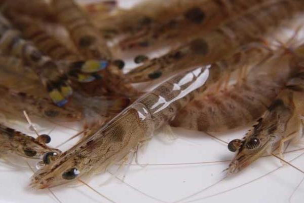 基围虾的养殖方法 淡水养殖基围虾技术
