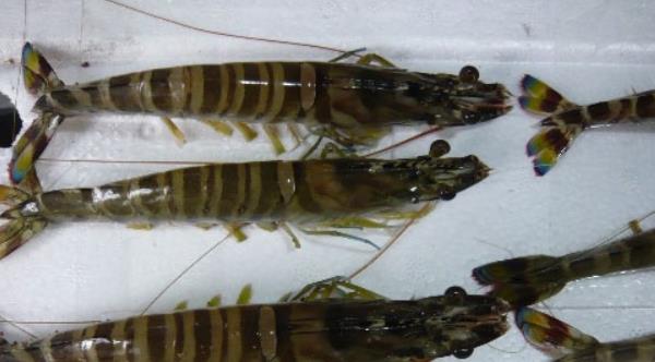 基围虾的养殖方法 淡水养殖基围虾技术