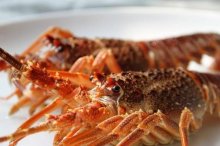 澳洲大龙虾的养殖技术,澳洲大龙虾怎么洗简单又干净