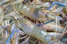 淡水虾养殖一亩利润多少,无公害淡水虾养殖技术