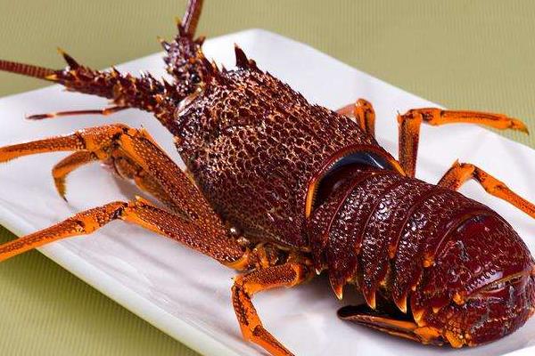 澳洲大龙虾中国能养殖吗 澳洲大龙虾的养殖技术