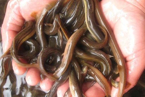 泥鳅是怎么繁殖的 养泥鳅需要什么条件