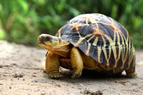 苏卡达陆龟怎么养 苏卡达陆龟一年长多少