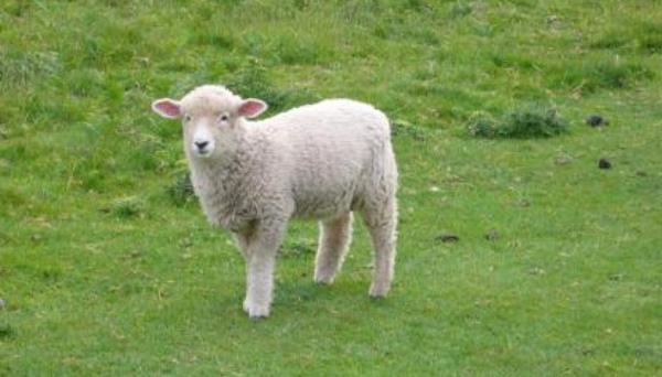 绵羊怎么养 绵羊养殖技术与注意事项