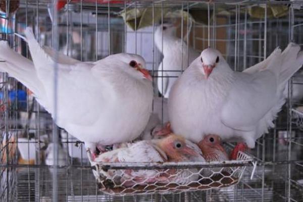 肉鸽怎么养 肉鸽养殖技术与注意事项