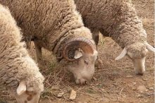 绵羊怎么养最好,绵羊养殖技术和利润