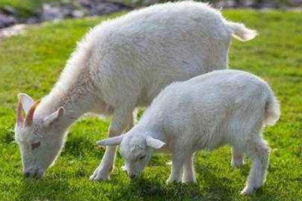 绵羊怎么养 绵羊养殖技术与注意事项