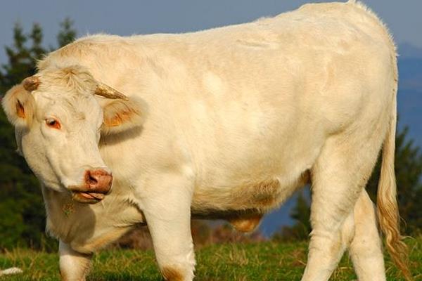 肉牛养殖前景分析 养一头肉牛的成本与利润
