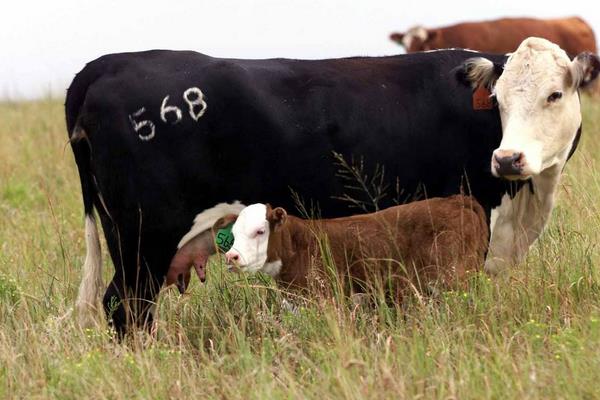 肉牛养殖前景分析 养一头肉牛的成本与利润