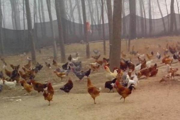 散养柴鸡怎么养 柴鸡养殖技术与注意事项
