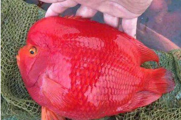 鹦鹉鱼身上有白霜是什么问题 鹦鹉鱼怎么养最红