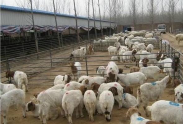 圈养羊的羊舍建设方法 圈养羊的成功经验