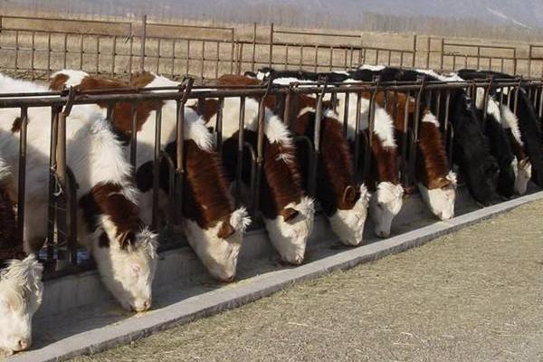 养牛场建设图片 养牛场牛粪处理方法
