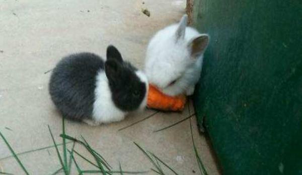如何养家兔 家兔养殖技术 家养兔子的注意事项