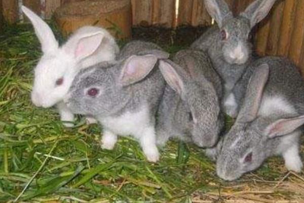 养兔子要喂水吗 家里养兔子给它吃什么