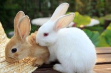 如何养家兔才能养好,家养兔子注意事项