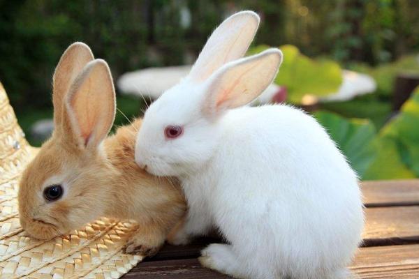 如何养家兔 家兔养殖技术 家养兔子的注意事项