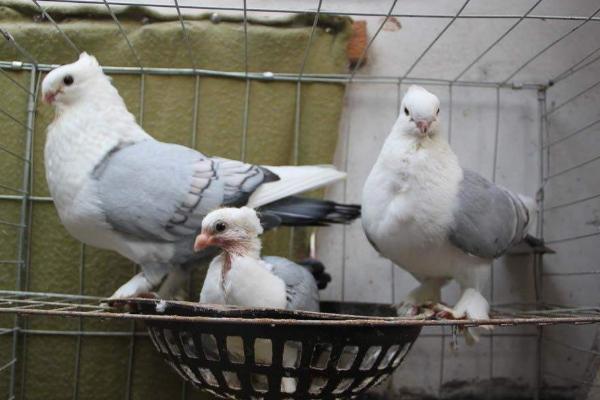 观赏鸽怎么养 观赏鸽养殖技术