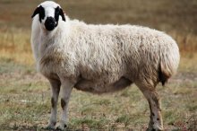 母羊不发情用什么药好,繁殖母羊的饲料配比明细表