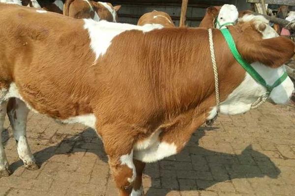 架子牛育肥技术 什么是架子牛