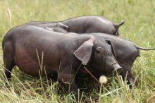 养黑猪什么品种最好,生态黑猪的养殖的风险