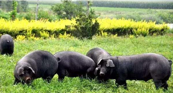 养黑猪赚钱吗 黑猪养殖的成本及利润分析