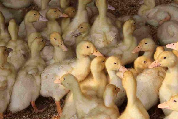 鸭子怎么养 鸭子养殖技术与注意事项