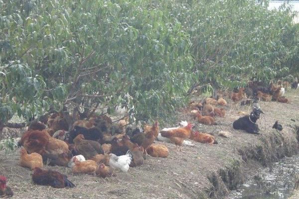 山地散养鸡的技术方法 林下散养鸡管理方法
