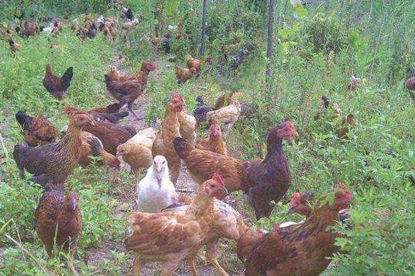 山地散养鸡的技术方法 林下散养鸡管理方法