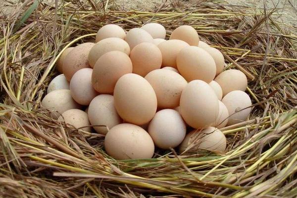 如何提高土鸡产蛋率？