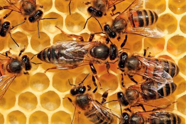 养蜂怎样防蚂蚁？