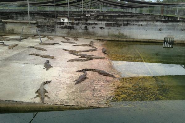 最新科学鳄鱼养殖技术