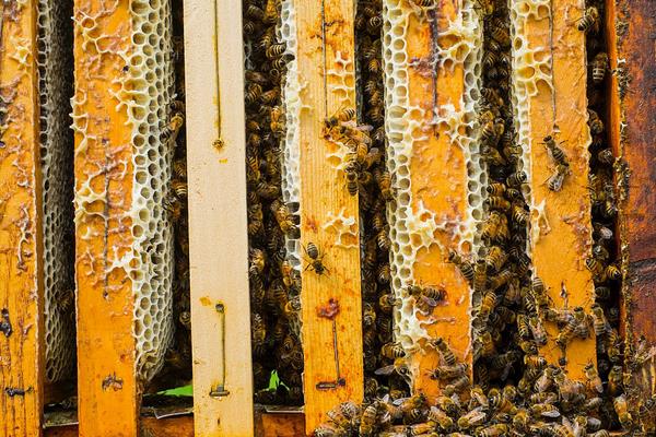 养蜂怎样防蚂蚁？