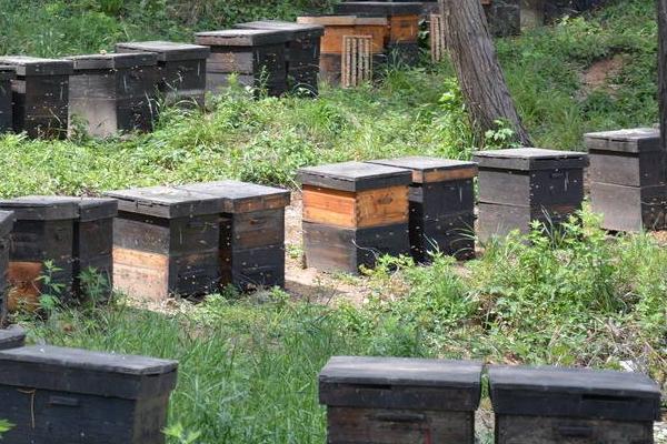 春季养蜂技术
