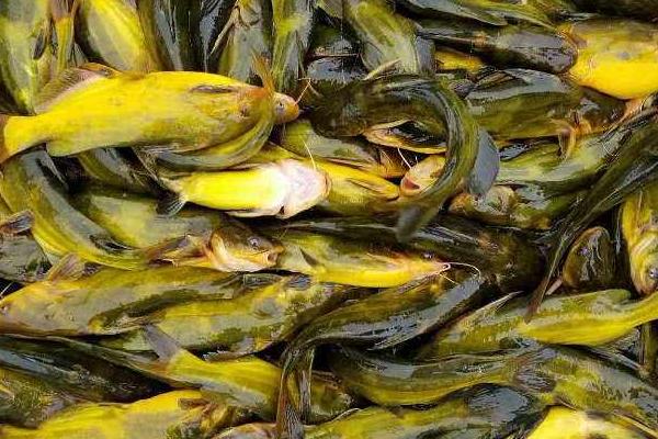 黄颡鱼养殖技术视频