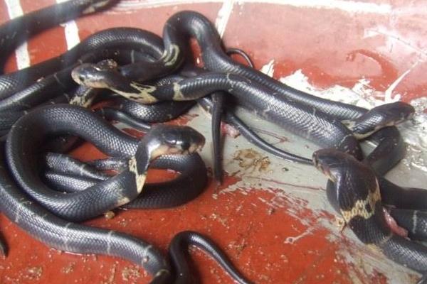 养蛇发酵床技术