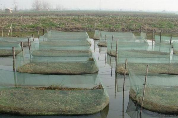 科学泥鳅养殖技术