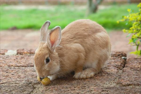 兔子怎么养？