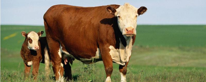 圈养一头肉牛的利润有多少，附成本分析