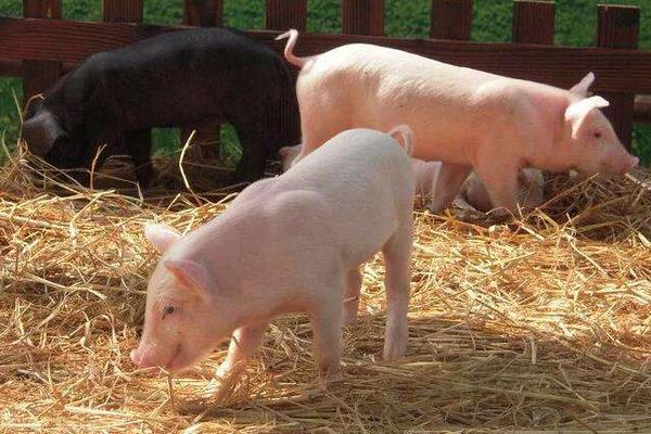 养殖猪的利润分析，100头能赚多少钱？