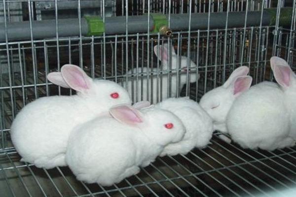 小规模养殖兔子大概需要多少成本