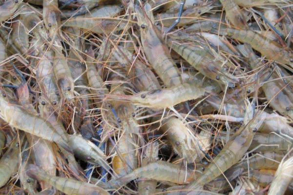 虾养殖现状及市场分析
