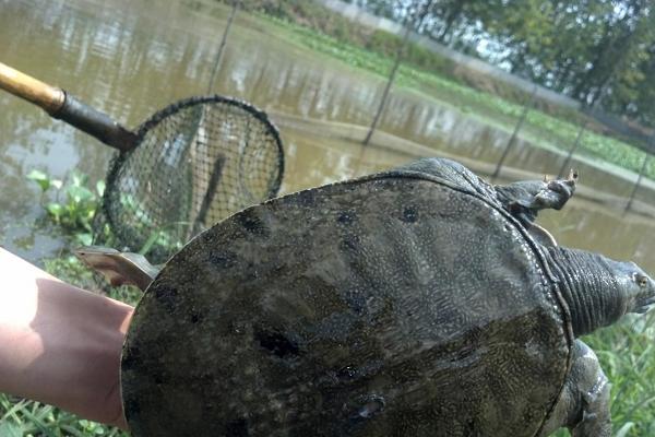 网围养殖生态甲鱼效益高