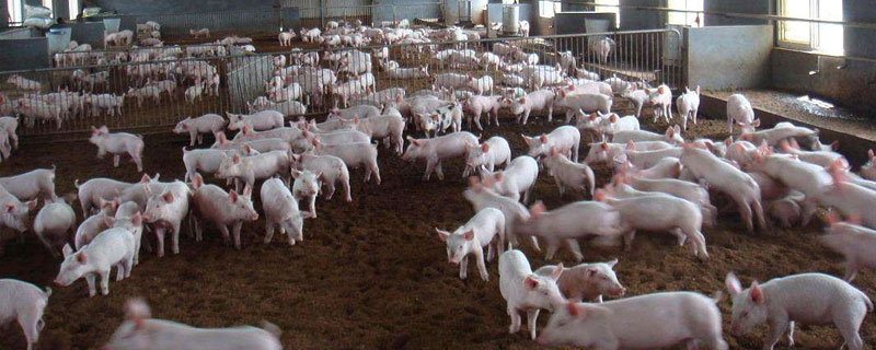 养猪场投资预算清单，小型养殖场需投资15至20万